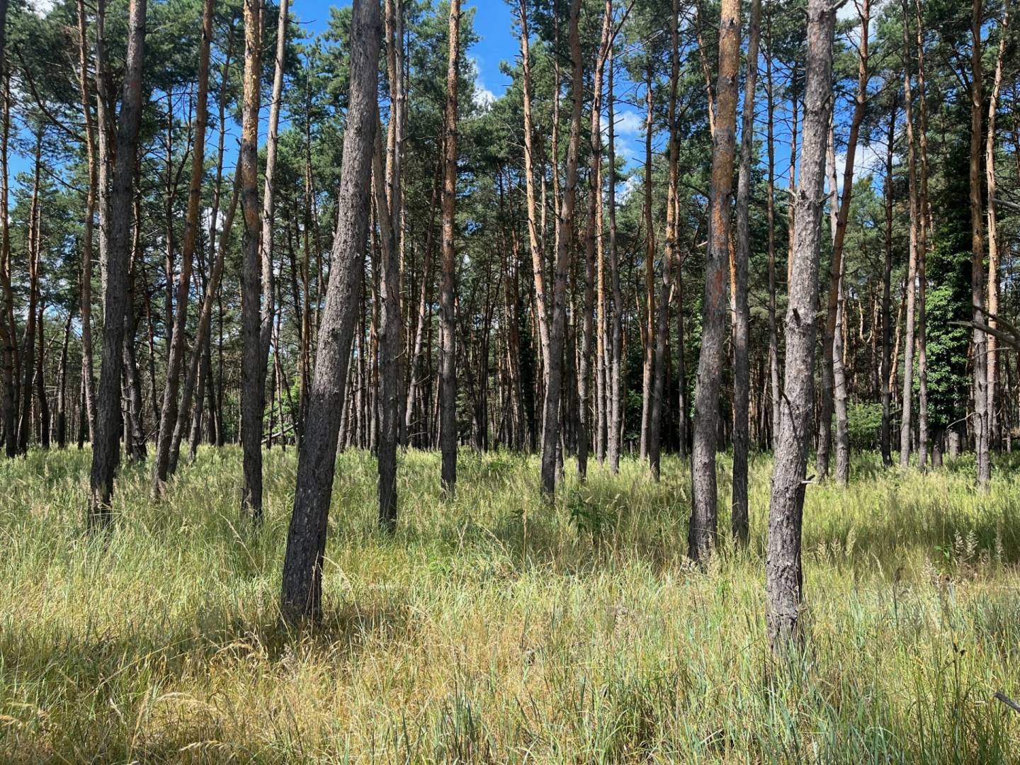 Lúka pod lesom v Jablonovom